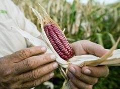 Scientists thought they understood maize’s origins. They were missing something big Scientists thought they understood maize’s origins. They were missing something big