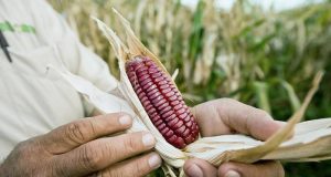 Scientists thought they understood maize’s origins. They were missing something big Scientists thought they understood maize’s origins. They were missing something big