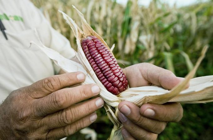 Scientists thought they understood maize’s origins. They were missing something big Scientists thought they understood maize’s origins. They were missing something big