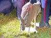 Runaway Kangaroo Punches Cop In The Face… In Canada Runaway Kangaroo Punches Cop In The Face… In Canada