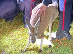 Runaway Kangaroo Punches Cop In The Face… In Canada Runaway Kangaroo Punches Cop In The Face… In Canada