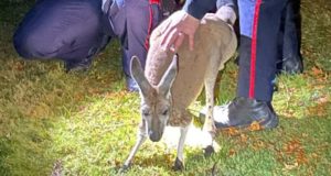 Runaway Kangaroo Punches Cop In The Face… In Canada Runaway Kangaroo Punches Cop In The Face… In Canada