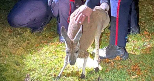 Runaway Kangaroo Punches Cop In The Face… In Canada Runaway Kangaroo Punches Cop In The Face… In Canada