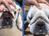 28 Problem-Solving Pet Products That’ll Save The Day When You’ve Tried Everything Else 28 Problem-Solving Pet Products That’ll Save The Day When You’ve Tried Everything Else