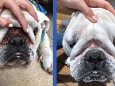 28 Problem-Solving Pet Products That’ll Save The Day When You’ve Tried Everything Else 28 Problem-Solving Pet Products That’ll Save The Day When You’ve Tried Everything Else