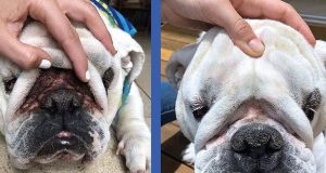 28 Problem-Solving Pet Products That’ll Save The Day When You’ve Tried Everything Else 28 Problem-Solving Pet Products That’ll Save The Day When You’ve Tried Everything Else