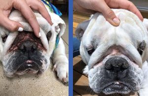 28 Problem-Solving Pet Products That’ll Save The Day When You’ve Tried Everything Else 28 Problem-Solving Pet Products That’ll Save The Day When You’ve Tried Everything Else