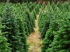 Are No-Spray Christmas Trees Better for You? What to Know Are No-Spray Christmas Trees Better for You? What to Know