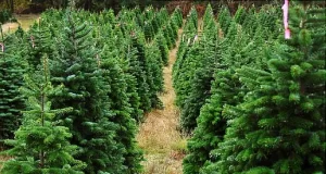 Are No-Spray Christmas Trees Better for You? What to Know Are No-Spray Christmas Trees Better for You? What to Know
