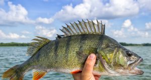 What Are the Risks of PFAS That Continue to Escalate? What Are the Risks of PFAS That Continue to Escalate?