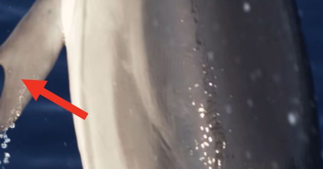 Dolphin With ‘Thumbs’ Stuns Experts In Historic Discovery