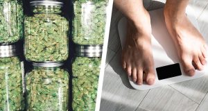 This Is What Weed Does for Weight Loss This Is What Weed Does for Weight Loss