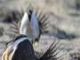 Grouse shooting in Scotland has an alarming death toll—and not just for game birds Grouse shooting in Scotland has an alarming death toll—and not just for game birds