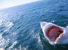 Salesforce escaped from the jaws of activists to find stability in 2023 Salesforce escaped from the jaws of activists to find stability in 2023