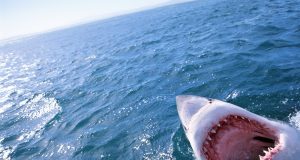 Salesforce escaped from the jaws of activists to find stability in 2023 Salesforce escaped from the jaws of activists to find stability in 2023