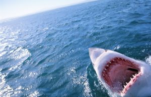 Salesforce escaped from the jaws of activists to find stability in 2023 Salesforce escaped from the jaws of activists to find stability in 2023