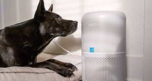 The best air purifiers for pets in 2024, tested and reviewed The best air purifiers for pets in 2024, tested and reviewed
